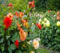 Dahlia Garden